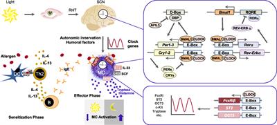 The Circadian Clock Drives Mast Cell Functions in Allergic Reactions